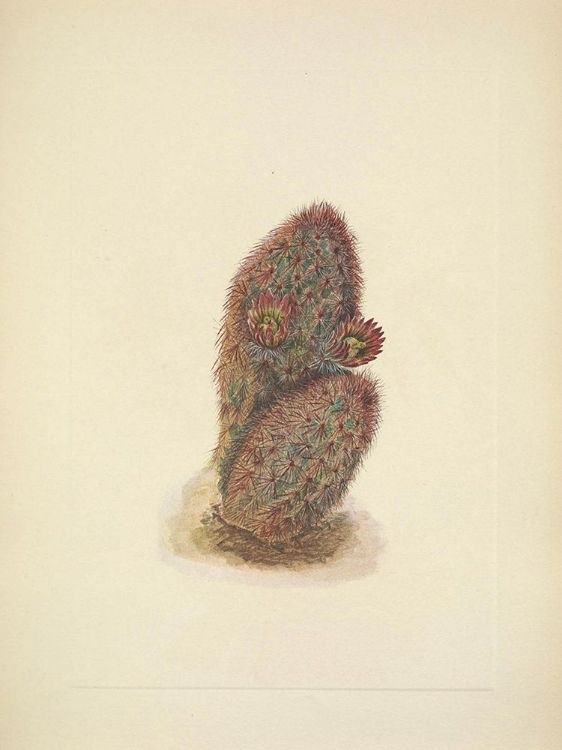 Picture of NORTH AMERICAN WILD FLOWERS 1925 - GREEN STRAWBERRY CACTUS