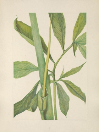 Picture of NORTH AMERICAN WILD FLOWERS 1925 - GREENDRAGON