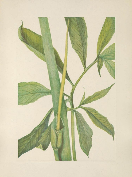 Picture of NORTH AMERICAN WILD FLOWERS 1925 - GREENDRAGON