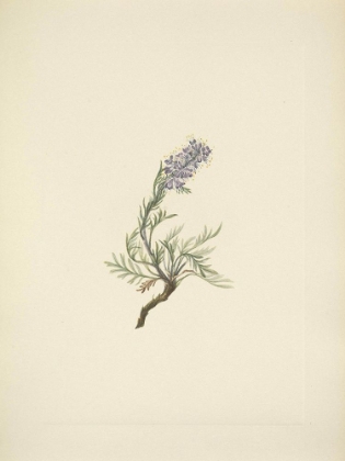 Picture of NORTH AMERICAN WILD FLOWERS 1925 - GREY PHACELIA