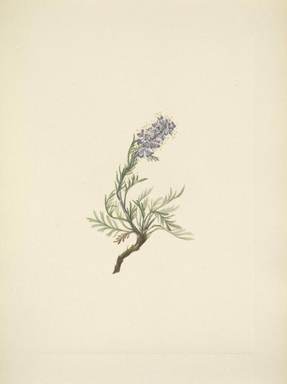 Picture of NORTH AMERICAN WILD FLOWERS 1925 - GREY PHACELIA