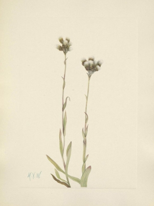 Picture of NORTH AMERICAN WILD FLOWERS 1925 - GREY PUSSYTOES