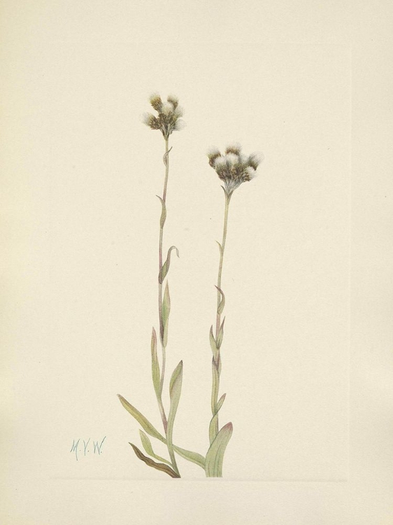 Picture of NORTH AMERICAN WILD FLOWERS 1925 - GREY PUSSYTOES