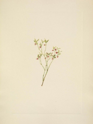 Picture of NORTH AMERICAN WILD FLOWERS 1925 - GROUSE WHORTLEBERRY FLOWER