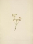 Picture of NORTH AMERICAN WILD FLOWERS 1925 - GROUSE WHORTLEBERRY FLOWER