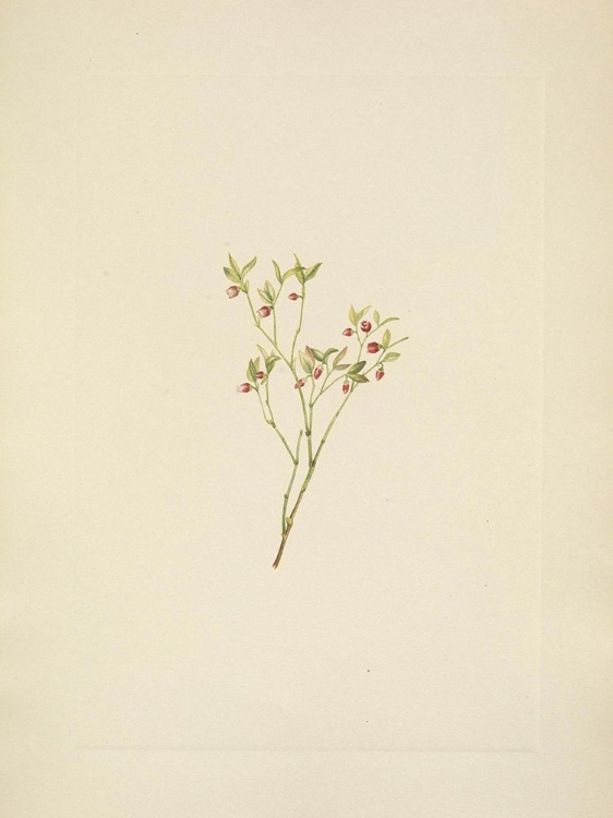 Picture of NORTH AMERICAN WILD FLOWERS 1925 - GROUSE WHORTLEBERRY FLOWER