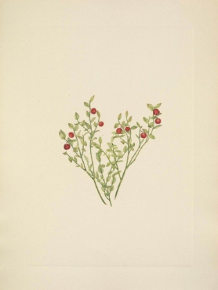 Picture of NORTH AMERICAN WILD FLOWERS 1925 - GROUSE WHORTLEBERRY FRUIT