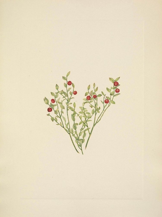 Picture of NORTH AMERICAN WILD FLOWERS 1925 - GROUSE WHORTLEBERRY FRUIT