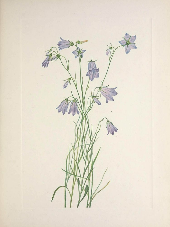 Picture of NORTH AMERICAN WILD FLOWERS 1925 - HAREBELL