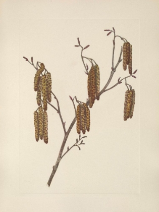 Picture of NORTH AMERICAN WILD FLOWERS 1925 - HAZEL ALDER
