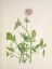 Picture of NORTH AMERICAN WILD FLOWERS 1925 - HELIOTROPE VALERIAN