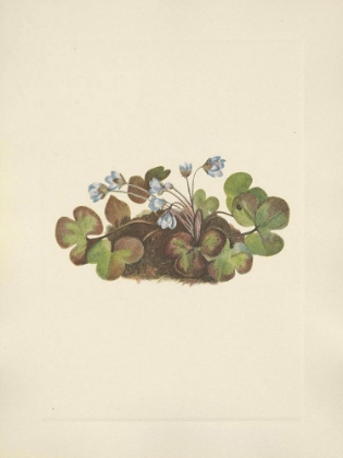 Picture of NORTH AMERICAN WILD FLOWERS 1925 - HEPATICA