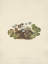 Picture of NORTH AMERICAN WILD FLOWERS 1925 - HEPATICA