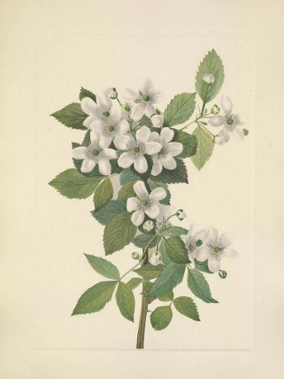 Picture of NORTH AMERICAN WILD FLOWERS 1925 - HIGHBUSH BLACKBERRY
