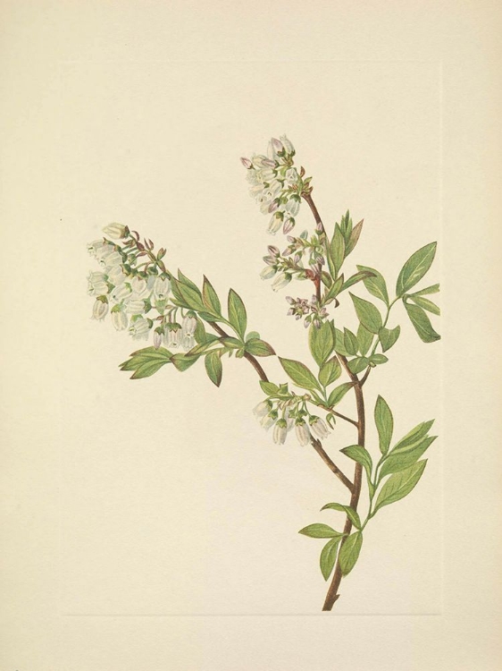 Picture of NORTH AMERICAN WILD FLOWERS 1925 - HIGHBUSH BLUEBERRY