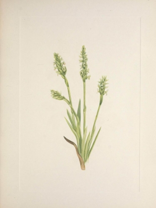 Picture of NORTH AMERICAN WILD FLOWERS 1925 - HOODED LADIES-TRESSES