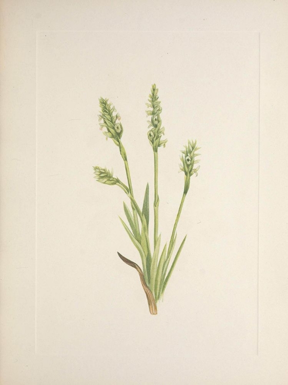 Picture of NORTH AMERICAN WILD FLOWERS 1925 - HOODED LADIES-TRESSES