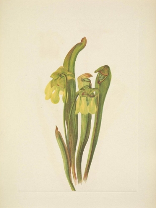 Picture of NORTH AMERICAN WILD FLOWERS 1925 - HOODED PITCHERPLANT