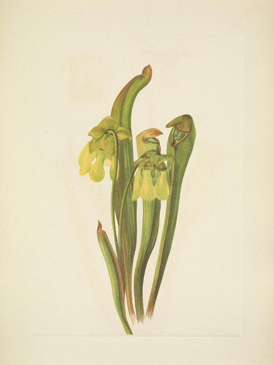 Picture of NORTH AMERICAN WILD FLOWERS 1925 - HOODED PITCHERPLANT