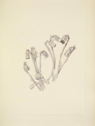 Picture of NORTH AMERICAN WILD FLOWERS 1925 - INDIANPIPE