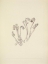 Picture of NORTH AMERICAN WILD FLOWERS 1925 - INDIANPIPE