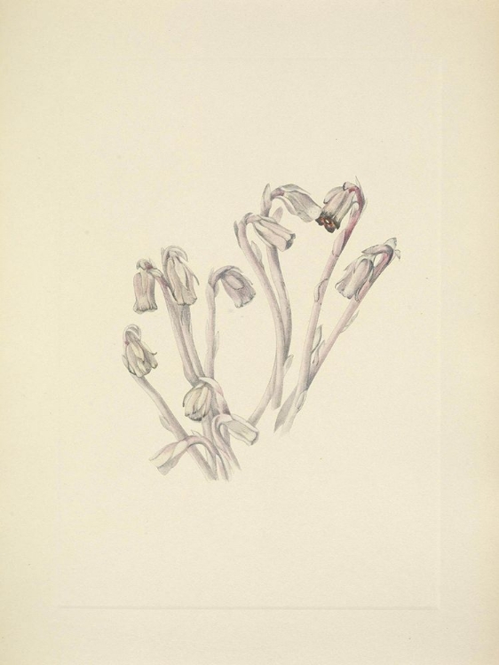 Picture of NORTH AMERICAN WILD FLOWERS 1925 - INDIANPIPE