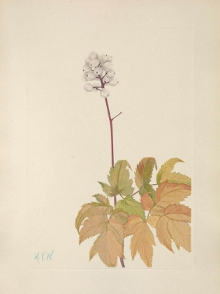 Picture of NORTH AMERICAN WILD FLOWERS 1925 - IVORY BANEBERRY