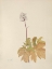 Picture of NORTH AMERICAN WILD FLOWERS 1925 - IVORY BANEBERRY