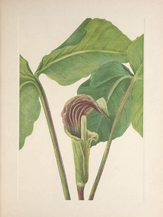 Picture of NORTH AMERICAN WILD FLOWERS 1925 - JACK-IN-THE-PULPIT