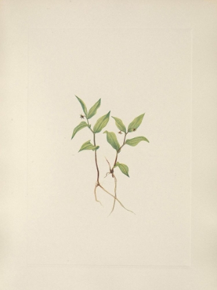 Picture of NORTH AMERICAN WILD FLOWERS 1925 - KRUHSEA FLOWER