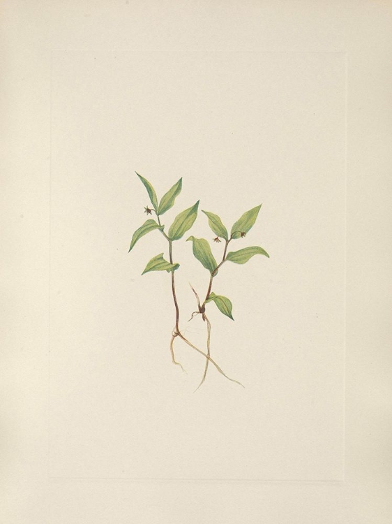 Picture of NORTH AMERICAN WILD FLOWERS 1925 - KRUHSEA FLOWER