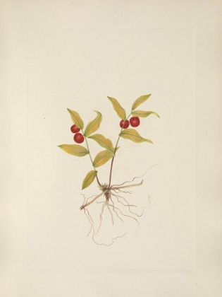 Picture of NORTH AMERICAN WILD FLOWERS 1925 - KRUHSEA FRUIT