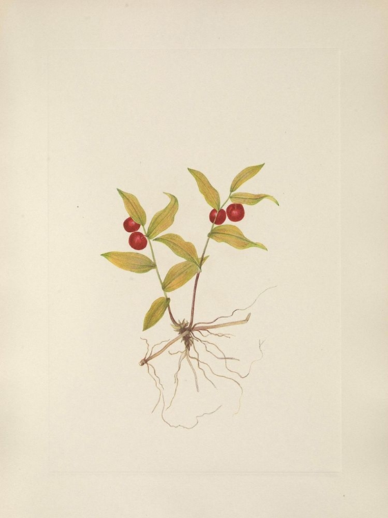 Picture of NORTH AMERICAN WILD FLOWERS 1925 - KRUHSEA FRUIT
