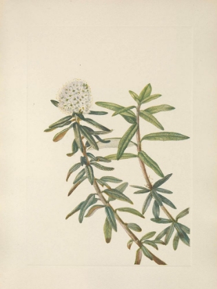 Picture of NORTH AMERICAN WILD FLOWERS 1925 - LABRADOR-TEA