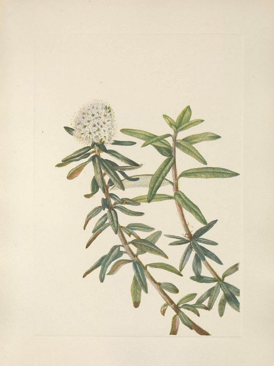 Picture of NORTH AMERICAN WILD FLOWERS 1925 - LABRADOR-TEA