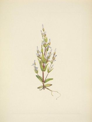 Picture of NORTH AMERICAN WILD FLOWERS 1925 - LADDER GENTIAN