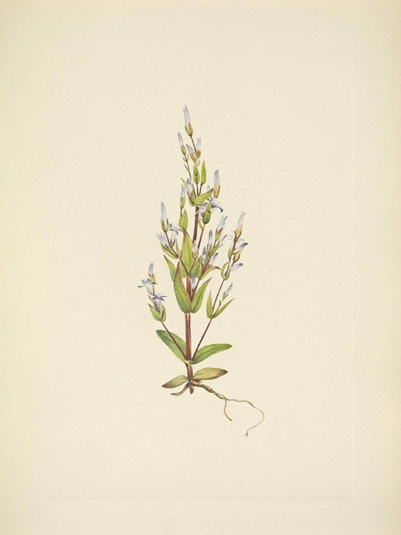 Picture of NORTH AMERICAN WILD FLOWERS 1925 - LADDER GENTIAN