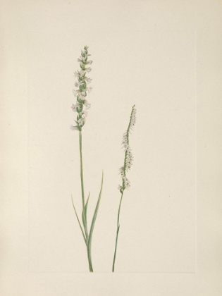 Picture of NORTH AMERICAN WILD FLOWERS 1925 - LADIES TRESSES