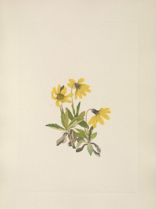 Picture of NORTH AMERICAN WILD FLOWERS 1925 - LAKE LOUISE ARNICA