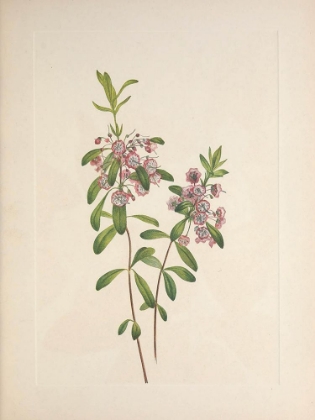 Picture of NORTH AMERICAN WILD FLOWERS 1925 - LAMBKILL