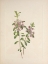 Picture of NORTH AMERICAN WILD FLOWERS 1925 - LAMBKILL