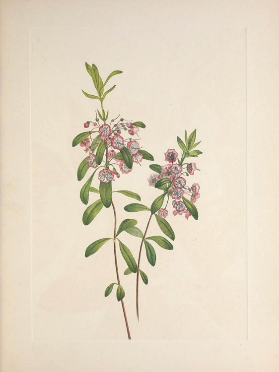 Picture of NORTH AMERICAN WILD FLOWERS 1925 - LAMBKILL
