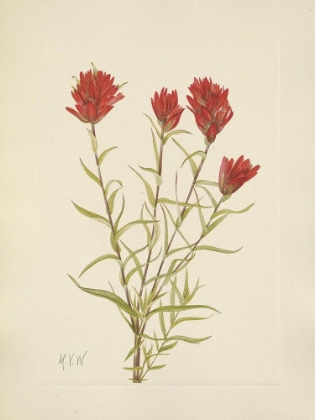 Picture of NORTH AMERICAN WILD FLOWERS 1925 - LANCELEAF PAINTBRUSH