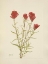 Picture of NORTH AMERICAN WILD FLOWERS 1925 - LANCELEAF PAINTBRUSH