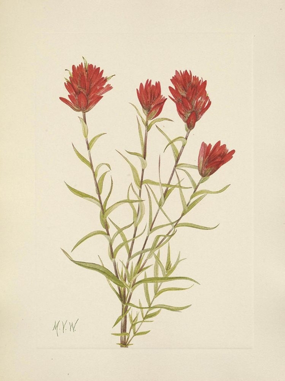 Picture of NORTH AMERICAN WILD FLOWERS 1925 - LANCELEAF PAINTBRUSH