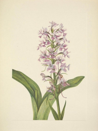 Picture of NORTH AMERICAN WILD FLOWERS 1925 - LARGE PURPLE-FRINGE ORCHID