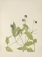 Picture of NORTH AMERICAN WILD FLOWERS 1925 - LEATHERFLOWER