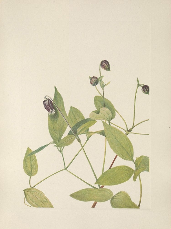 Picture of NORTH AMERICAN WILD FLOWERS 1925 - LEATHERFLOWER