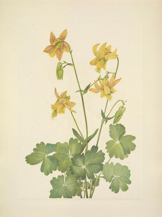 Picture of NORTH AMERICAN WILD FLOWERS 1925 - LEMON COLUMBINE