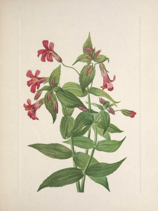 Picture of NORTH AMERICAN WILD FLOWERS 1925 - LEWIS MONKEYFLOWER